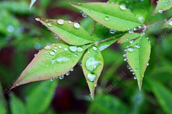 春季養(yǎng)生食譜推薦！營養(yǎng)又美味的八款“芽” 菜！(1)