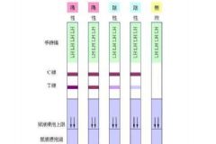 如何用排卵試紙測排卵？用排卵試紙測排卵的方法[圖]