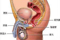 男性的生殖器官是怎樣的？男性生殖器官功能是怎樣的？[圖]