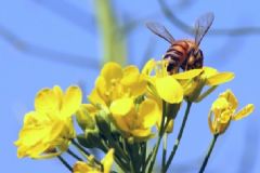 花粉過敏是怎么回事？花粉過敏是什么原因？[圖]