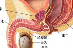 睪丸炎能自愈嗎？睪丸炎吃什么藥？[圖]