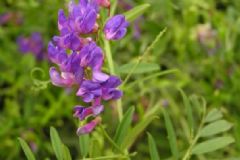 鳳仙花怎么治病？鳳仙花有哪些治病方法？[圖]