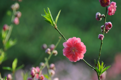 什么花對(duì)孕婦不好？哪些花對(duì)孕婦有害處？[多圖]