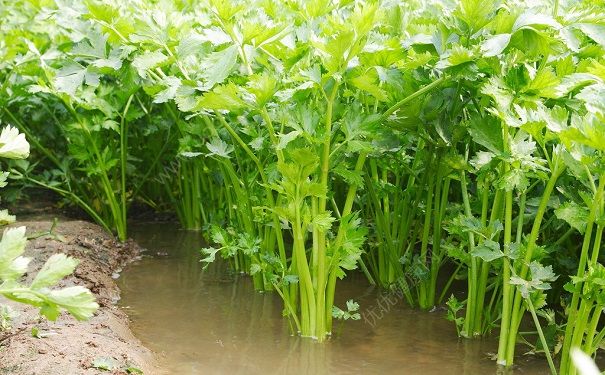 芹菜去火嗎？上火吃芹菜好不好？(2)