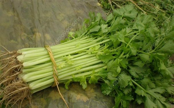 芹菜對(duì)身體有什么好處？吃芹菜對(duì)健康有何好處？(1)