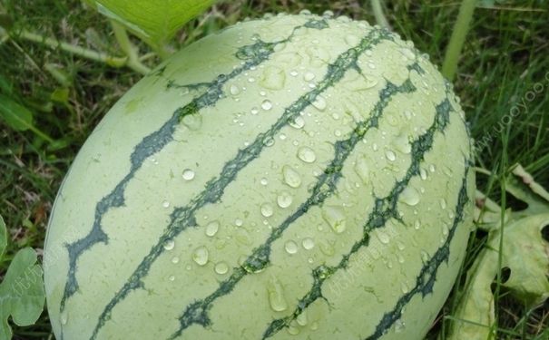 西瓜淋雨了會怎么樣？西瓜淋雨會壞嗎？(3)