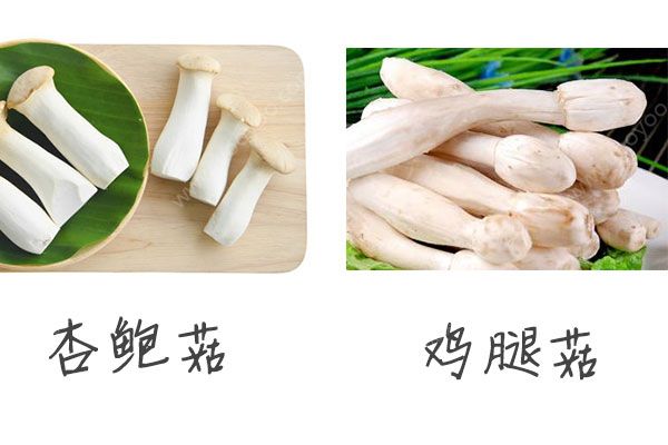 雞腿菇有什么營養(yǎng)？雞腿菇和杏鮑菇的區(qū)別(3)