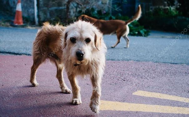 被狗咬傷后打四針疫苗依然狂犬病發(fā)作身亡，被狗咬了怎么辦？(3)