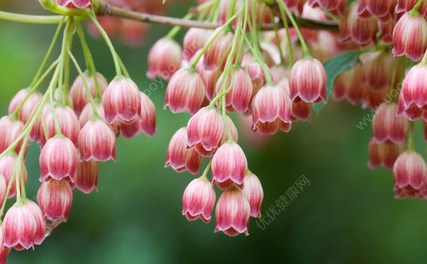 風鈴花怎么種？風鈴花的養(yǎng)殖技巧(1)