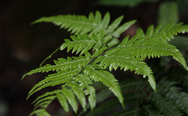 鳳尾草有什么作用？鳳尾草的藥用價值(1)