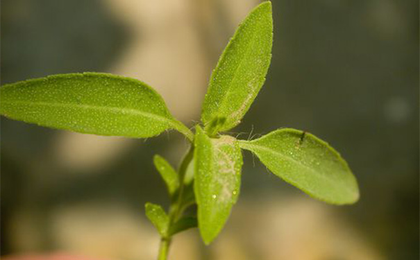 石薺苧有什么功效？石薺苧的功效與作用(1)