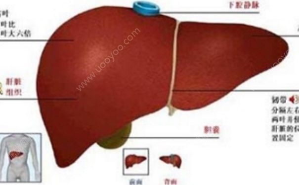 朝陽膠囊效果怎么樣？珠子肝泰膠囊的功能主治(1)