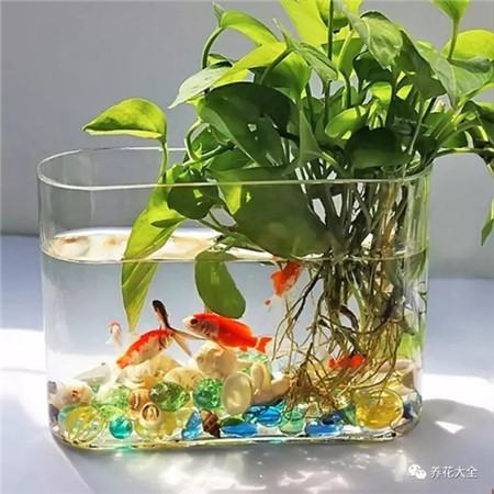 魚(yú)缸水水培綠蘿