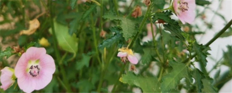 怎么讓小木槿多開花，開花期怎么養(yǎng)