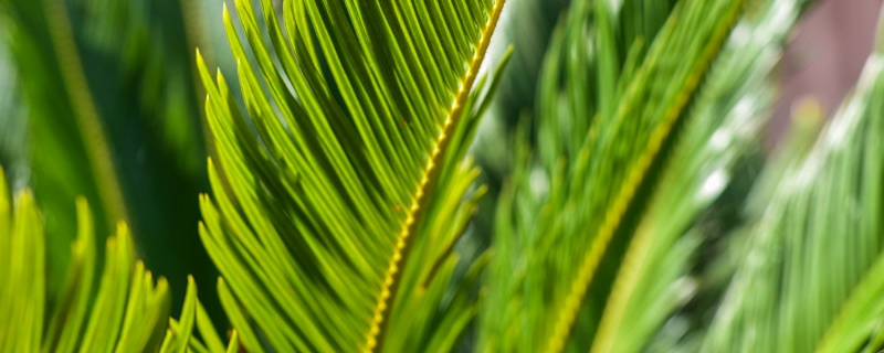 鐵樹是什么植物，種子怎樣種植