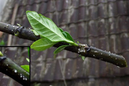 梔子花水培方法