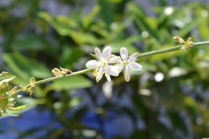 水培吊蘭夏天怎么養(yǎng) 水培的吊蘭正常養(yǎng)護(hù)，可以觀(guān)賞2~3年