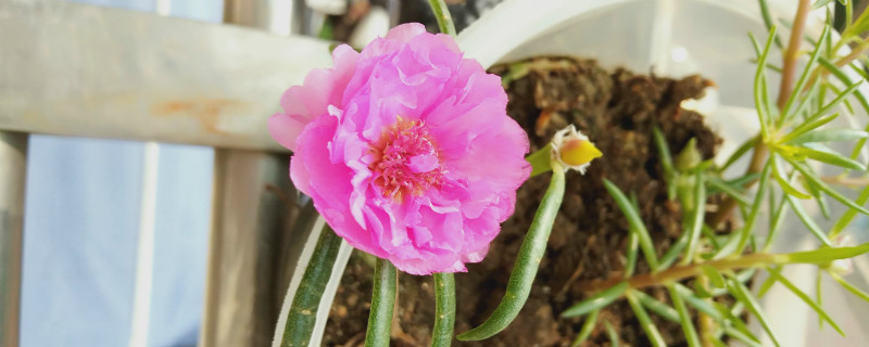 太陽花的特點，太陽花是什么時候開放的