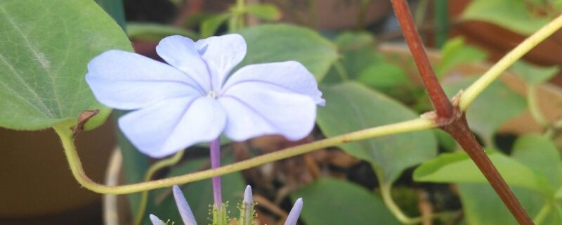 藍(lán)雪花冬天能在室外過冬嗎