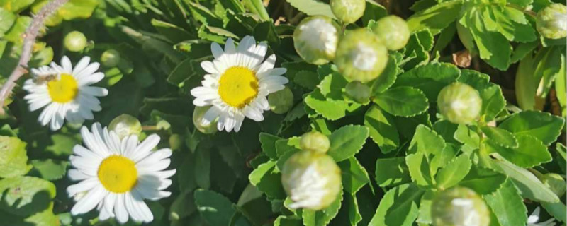 小雛菊花語，小雛菊圖片