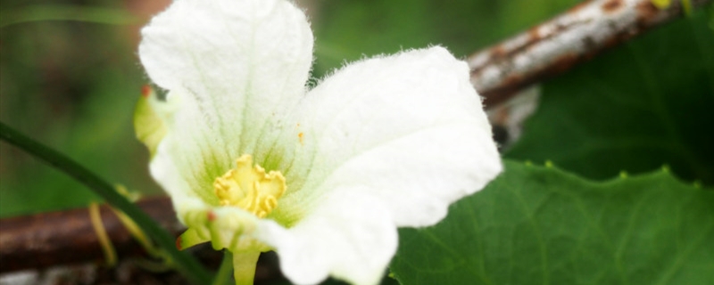 曼陀羅花語，曼陀羅花的寓意