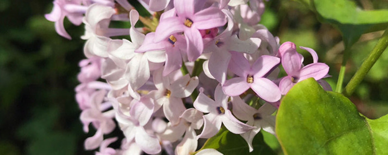 丁香花的開花時間，丁香花的花語