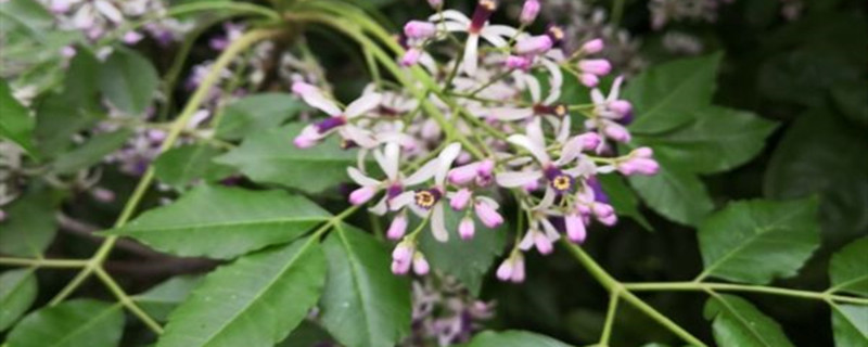 丁香花在北方能種嗎，丁香花可以在室內(nèi)養(yǎng)嗎