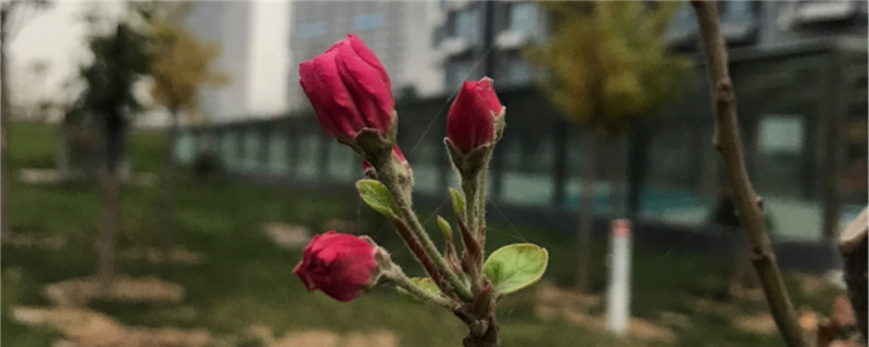 海棠冬季有葉子嗎，冬季開花嗎