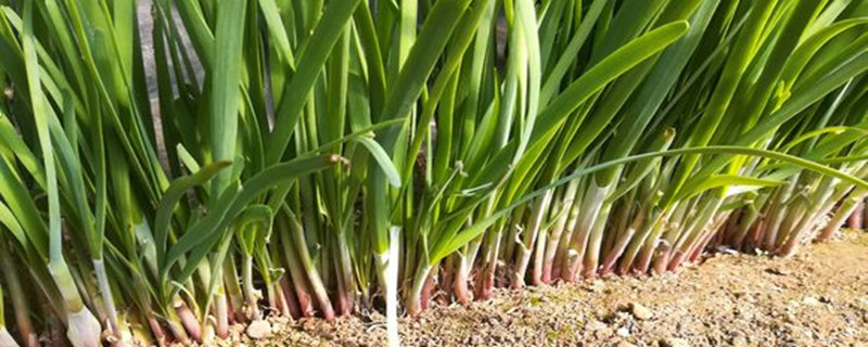 韭菜種植管理技術，韭菜種植圖片