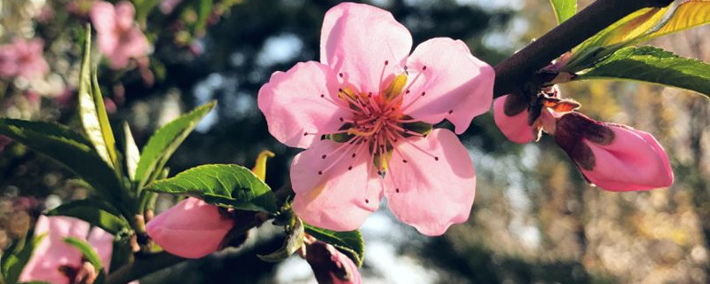 桃花是什么意思，桃花的圖片