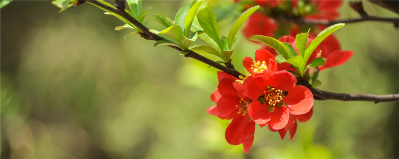 海棠開(kāi)花的時(shí)候要多澆水嗎，幾天沒(méi)澆水干了怎么辦