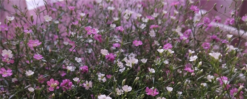 滿天星是干花還是鮮花，多少錢一束