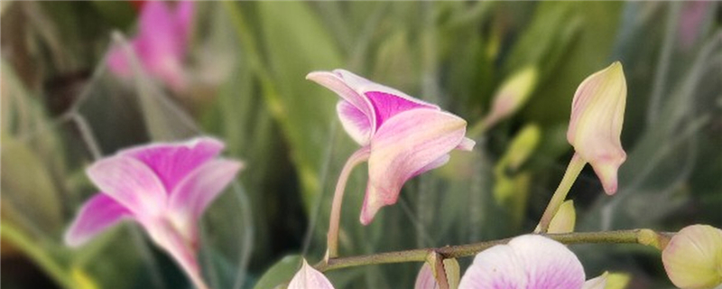 蘭花怎么養(yǎng)，蘭花圖片