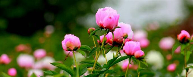 芍藥和白芍一樣嗎，白芍是芍藥花的根嗎