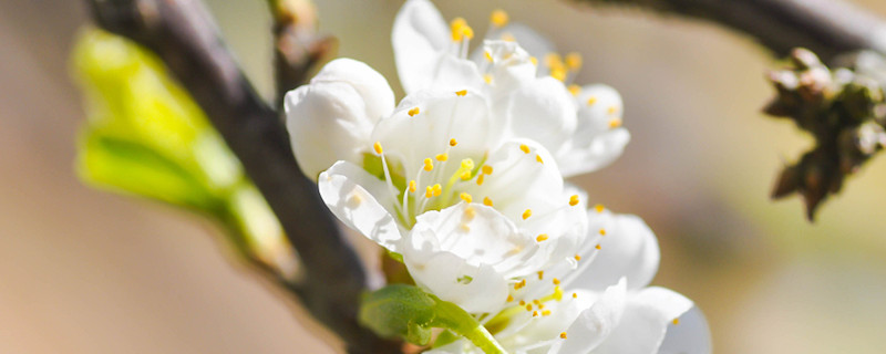 梅花的品質(zhì)，梅花的象征意義是什么