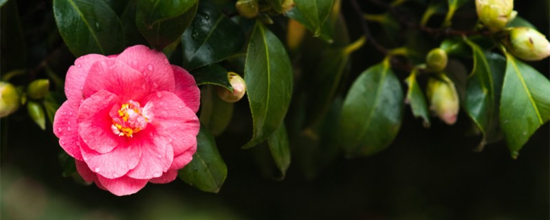 山茶花在什么季節(jié)開花，山茶花花開敗后要摘下嗎