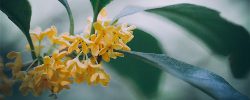 桂花是哪個(gè)城市的市花，開(kāi)花季節(jié)