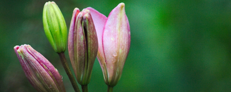 百合沒(méi)有陽(yáng)光能開(kāi)花嗎，花期需要曬太陽(yáng)嗎