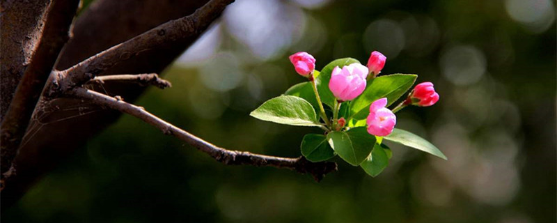 海棠花什么時候開，海棠花圖片