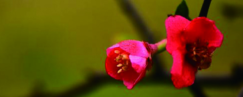 家里養(yǎng)海棠花吉利嗎，家里養(yǎng)什么花不吉利