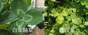 白車軸草和苜蓿草的區(qū)別，白車軸草是不是四葉草