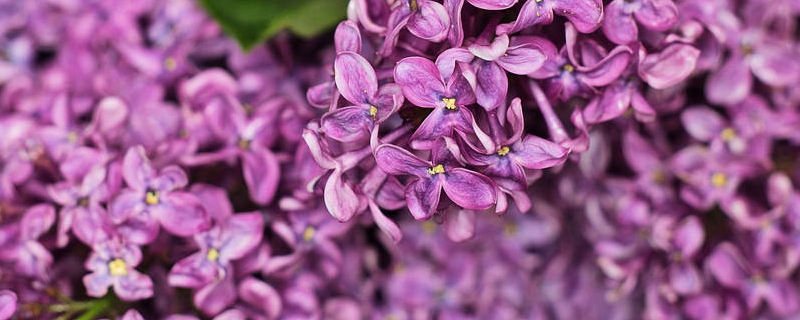 丁香花能曬太陽嗎，丁香花曬太陽會(huì)導(dǎo)致黃葉嗎