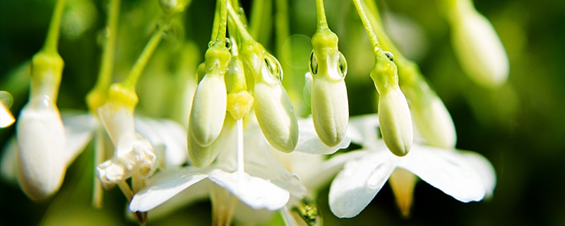 盆栽茉莉花怎么養(yǎng)，茉莉花需要修剪嗎