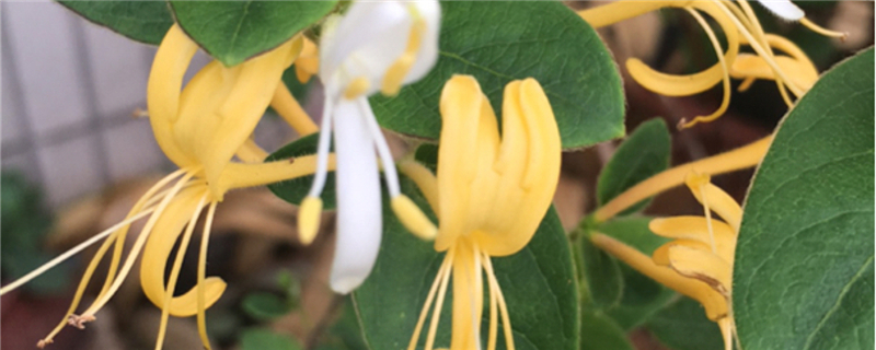 盆栽金銀花冬天能在室內(nèi)養(yǎng)嗎，冬天怕凍嗎