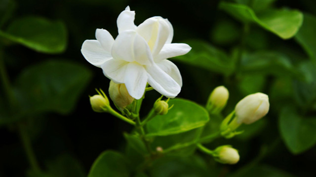 家里養(yǎng)茉莉風(fēng)水好嗎