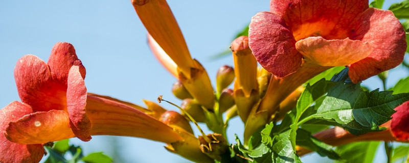 陽(yáng)臺(tái)如何養(yǎng)凌霄花，需要注意什么