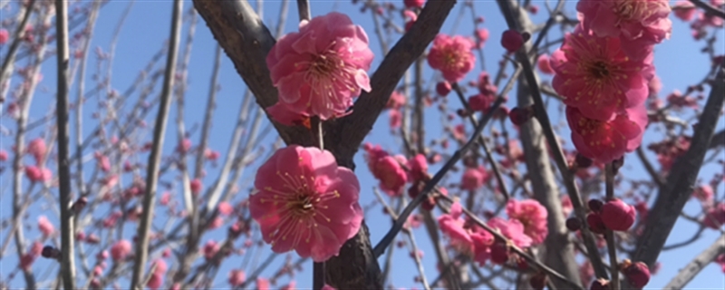 什么時(shí)候給梅花換盆，梅花換盆后馬上澆水嗎