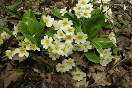 報(bào)春花