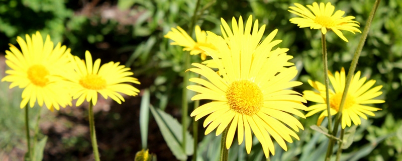 陽臺如何養(yǎng)雛菊，需要注意什么