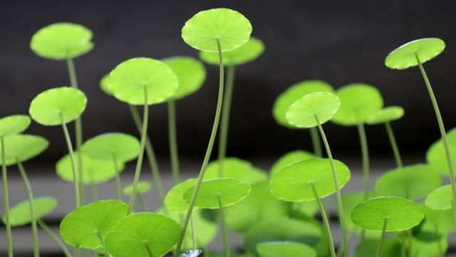 金錢草泡水能天天喝嗎